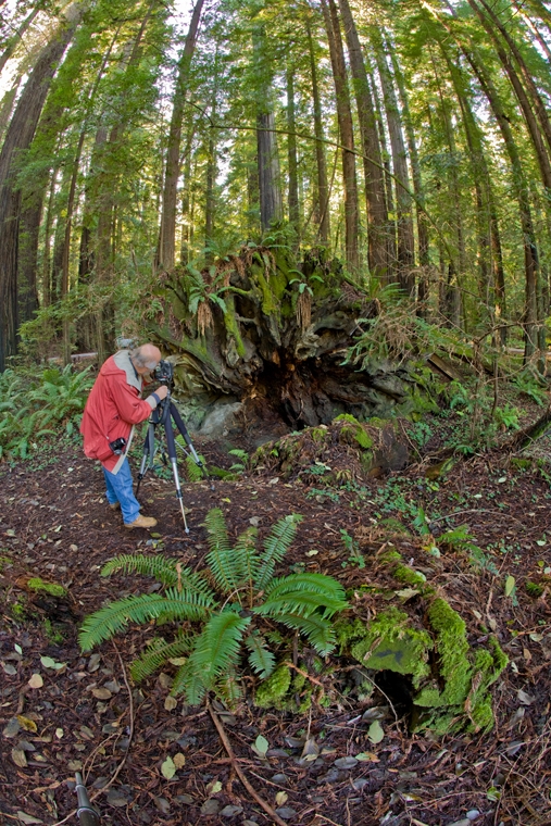 NDK in Redwoods by Lee Peterson